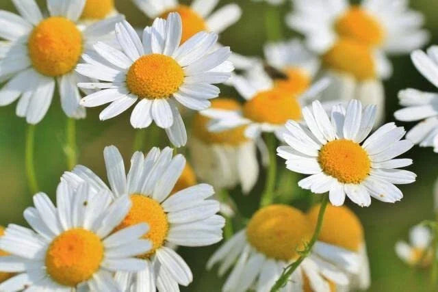 Roman Chamomile Seeds 500 Count - Anthemis nobilis - Organic Herbal Garden Seeds for Planting