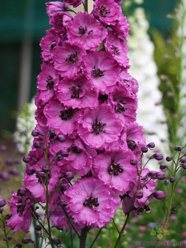 Pink Punch Delphinium Seeds - 200+ Pack for Garden Planting - Delphinium elatum - USA Grown, Free Shipping