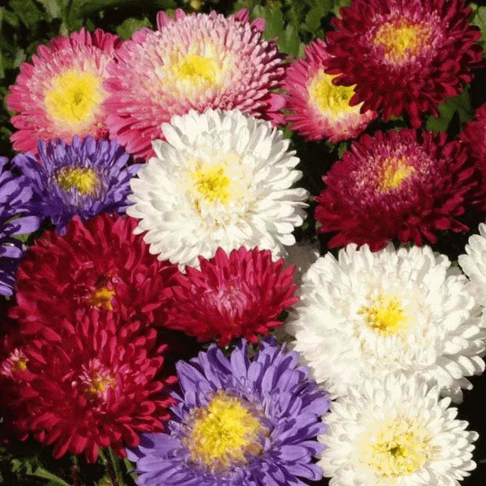 Aster Seeds - Powder Puff Mix, 100 Seeds, Annual Cut Flowers
