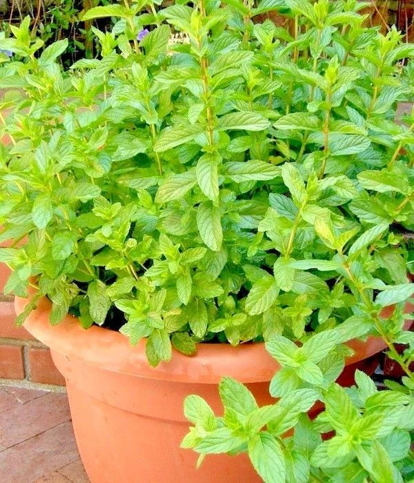 Organic Spearmint Seeds for Herb Garden, Patio Container, Mint Tea - Mentha spicata, 301+ Seeds