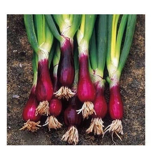 Red Welsh Bunching Onion Seeds - 100 Non-GMO Seeds for Planting - Allium fistulosum - Free Shipping