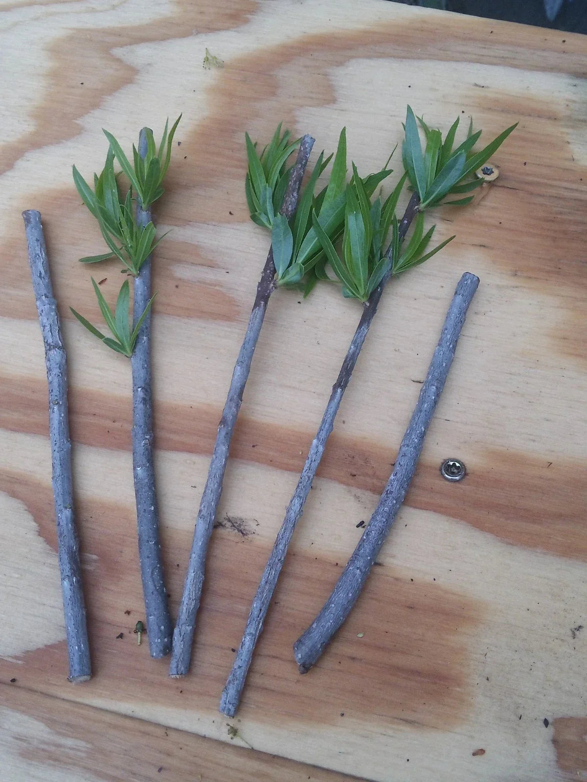Podocarpus Macrophyllus Cuttings - Japanese Yew Bush Maki Evergreen for Hedges & Landscaping - 10 Pack