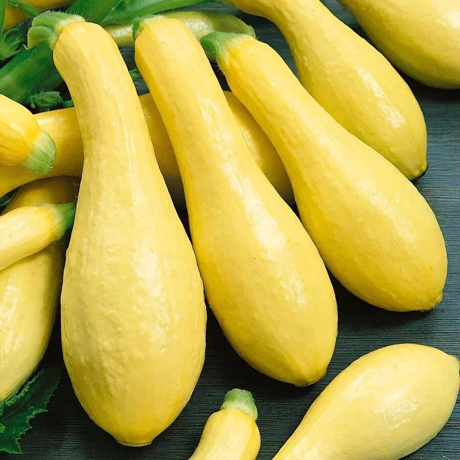 Early Prolific Straight Neck Squash Seeds - 25 Non-GMO Heirloom Seeds | Cucurbita pepo