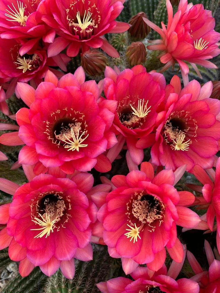 Tricocereus Grandiflorus Plant - 3.5" - Huge Show-Stopper with 5" Pink Flowers - Cactus Garden Decor