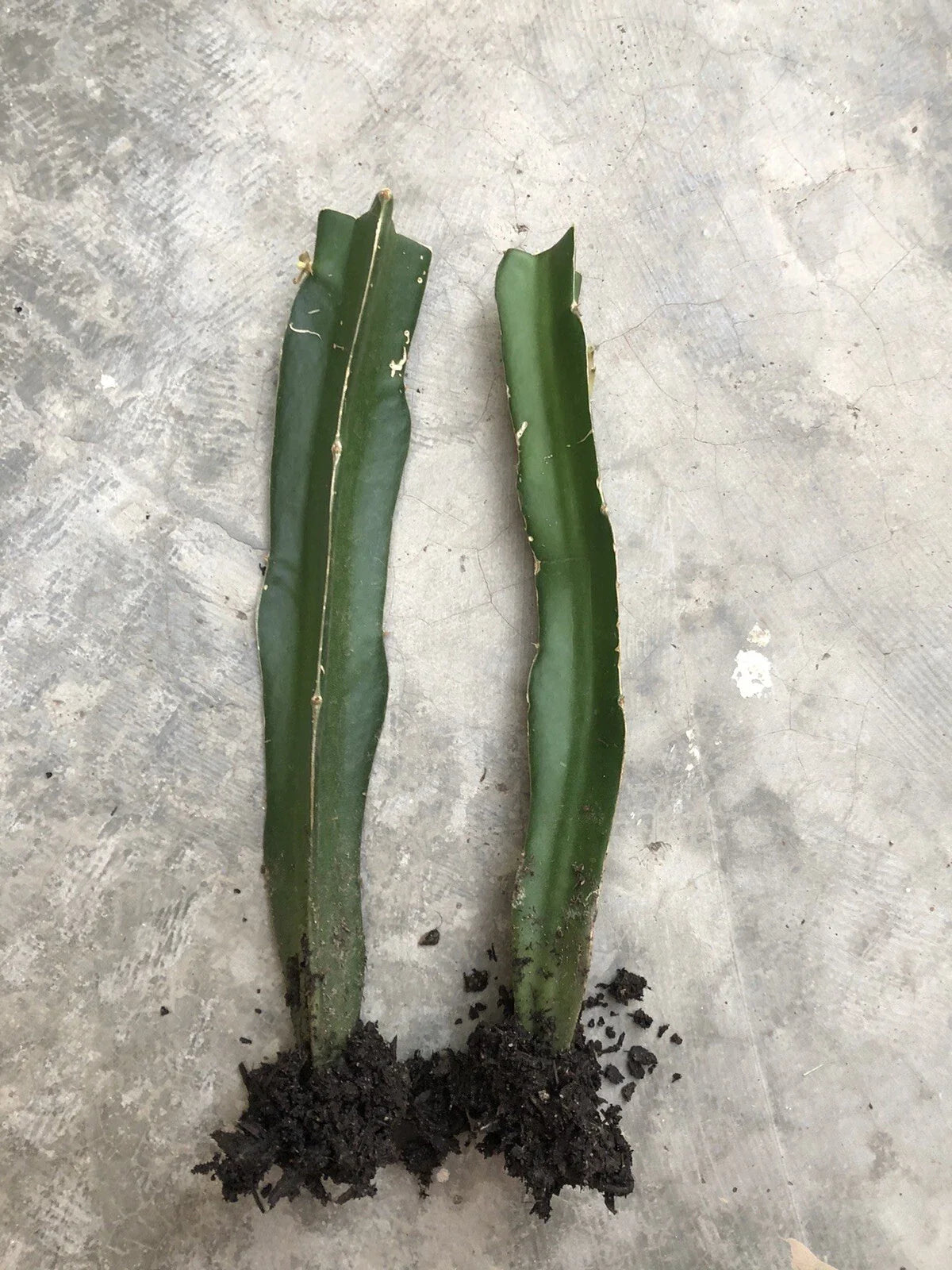 Rooted Red Dragon Fruit Cuttings - 2pcs Sweet Dark Pink Skin Red Flesh - Hylocereus undatus