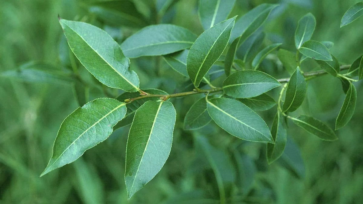 Bay Leaf Willow Tree Cuttings - 4 Pack - Rare Varieties - Salix pentandra