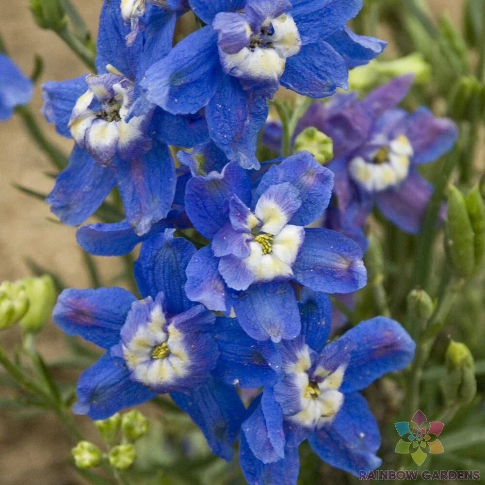 Delphinium Seeds - 200+ Summer Cloud Variety - Garden Planting - Delphinium elatum - USA - Free Shipping