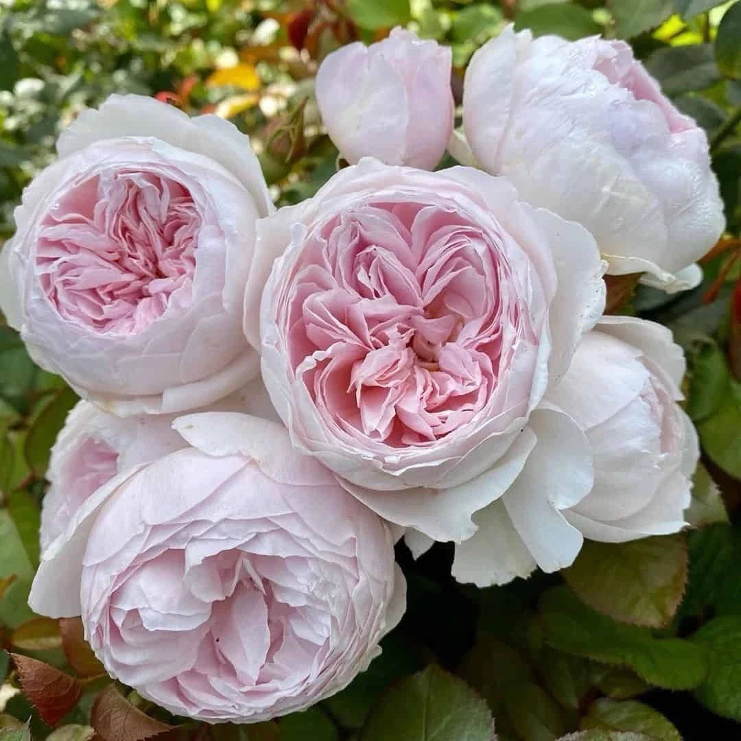 Floribunda Rose Cuttings - 3 Fresh Unrooted Cuttings - Earth Angel Variety - Rosa 'Earth Angel' 6" Long