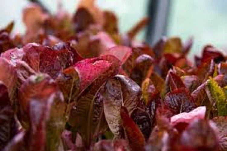 Organic Heirloom Seed - Premium Super Red Romaine Lettuce - Fresh, Tasty Variety - Non-GMO Seeds for Home Gardening