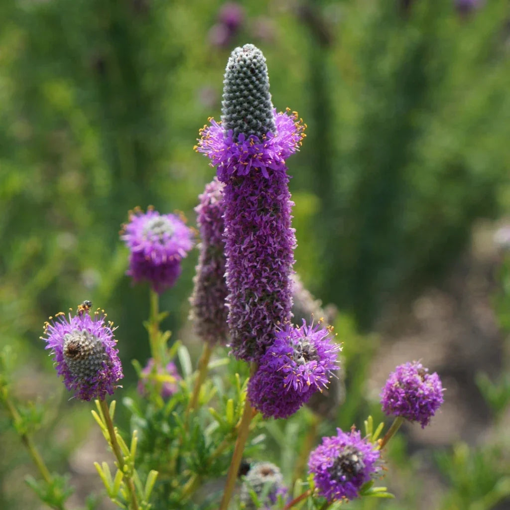 Purple Prairie Clover Seeds, Dalea purpurea, Violet Flowers, Pollinator Attractant, Drought-Tolerant, Full Sun, Wildflower Garden