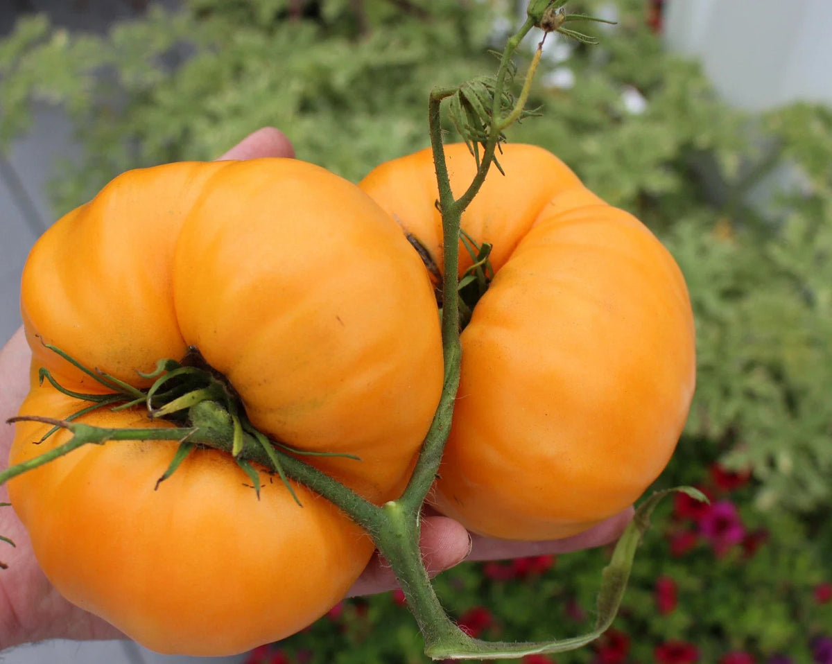 Kellogg's Breakfast Tomato Seeds - Heirloom Variety, Bulk 25-1000 Seeds, Unique & Productive - Solanum lycopersicum