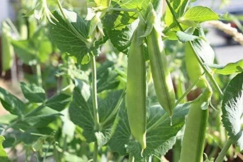 Sugar Pod Snow Peas Seeds 50 Count Vegetable Seeds for Planting Pisum sativum