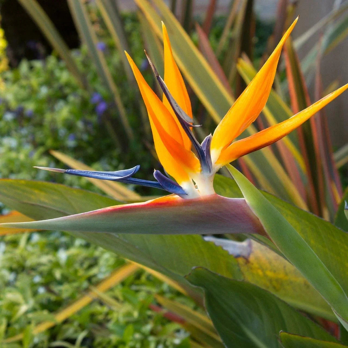 Organic Bird of Paradise Plant 14in Live Strelitzia reginae with Orange Flowers for Indoor & Outdoor Gardens