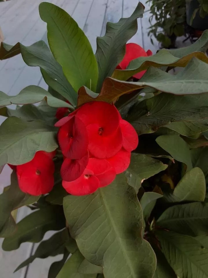 Red Crown of Thorns Cutting 6" Red Euphorbia milii (No roots) - Esqueje de Corona de Cristo Rojo for propagation
