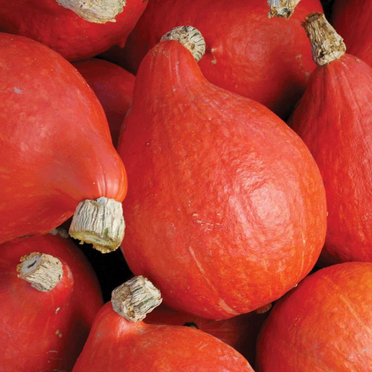 Red Kuri Squash Seeds, Heirloom Non-GMO, Orange Uchiki Japanese Cucurbita maxima, 5 Seeds Pack
