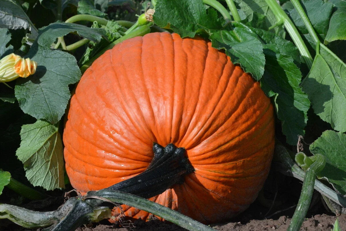 Everest Pumpkin Seeds - Large Jack O'Lantern Variety for Planting - Cucurbita pepo, Vining, Full Sun, Non-GMO Seed Packet
