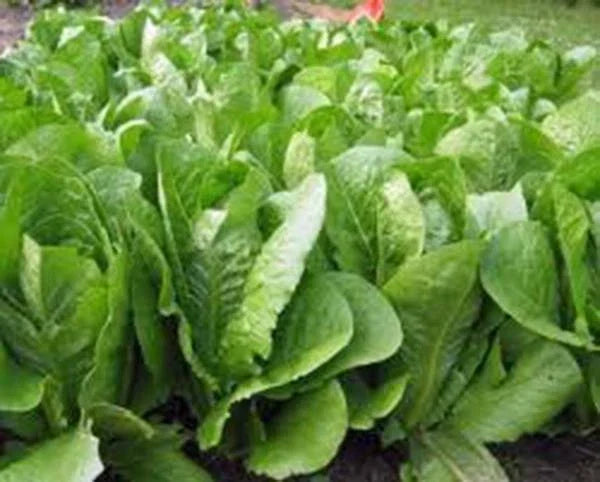 Romaine Lettuce Seeds - Paris Island Heirloom, Non-GMO, 50+ Seeds, Organic, Salad Greens, Lactuca sativa var. longifolia