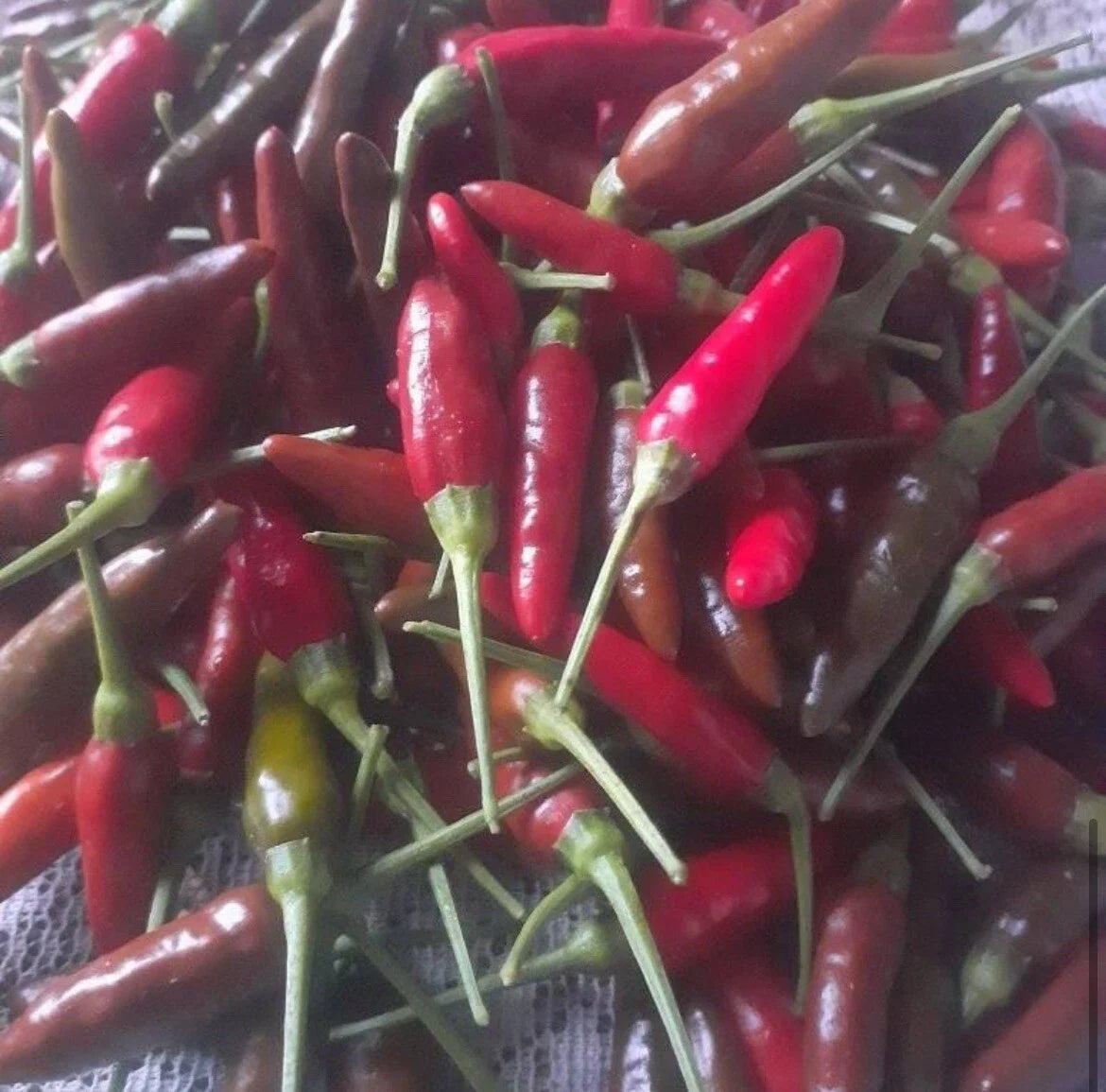 Bird's Eye Chili Pepper Seeds - 50+ Non-GMO SILING LABUYO - Spicy Hot Pepper Variety for Gardening and Cooking