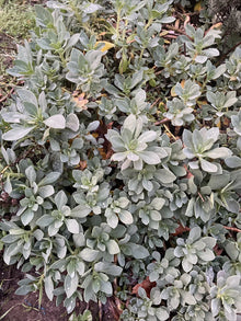 Succulent Cuttings - 6" Rock Purslane - Calandrinia Spectabilis - Live Plant (5 Pack)