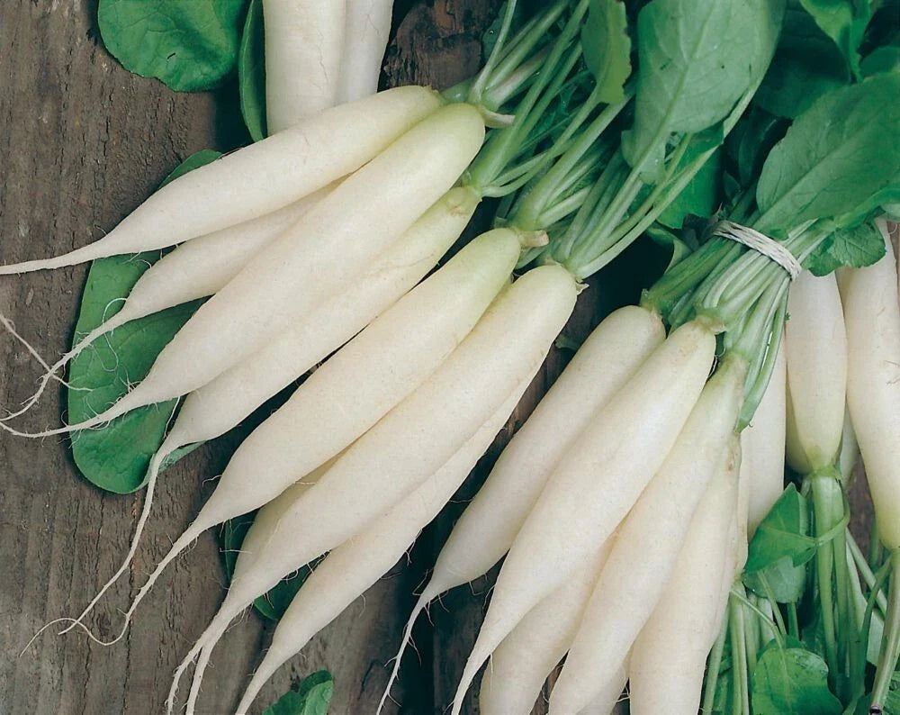 White Icicle Radish Seeds - 200+ Heirloom Organic NON-GMO - Fresh Rare Variety - Raphanus sativus