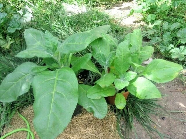 Sacred Tobacco Seeds - 301+ MIDEWIWAN Native Wildflower Herb for Container Garden - Easy to Grow, Nicotiana rustica