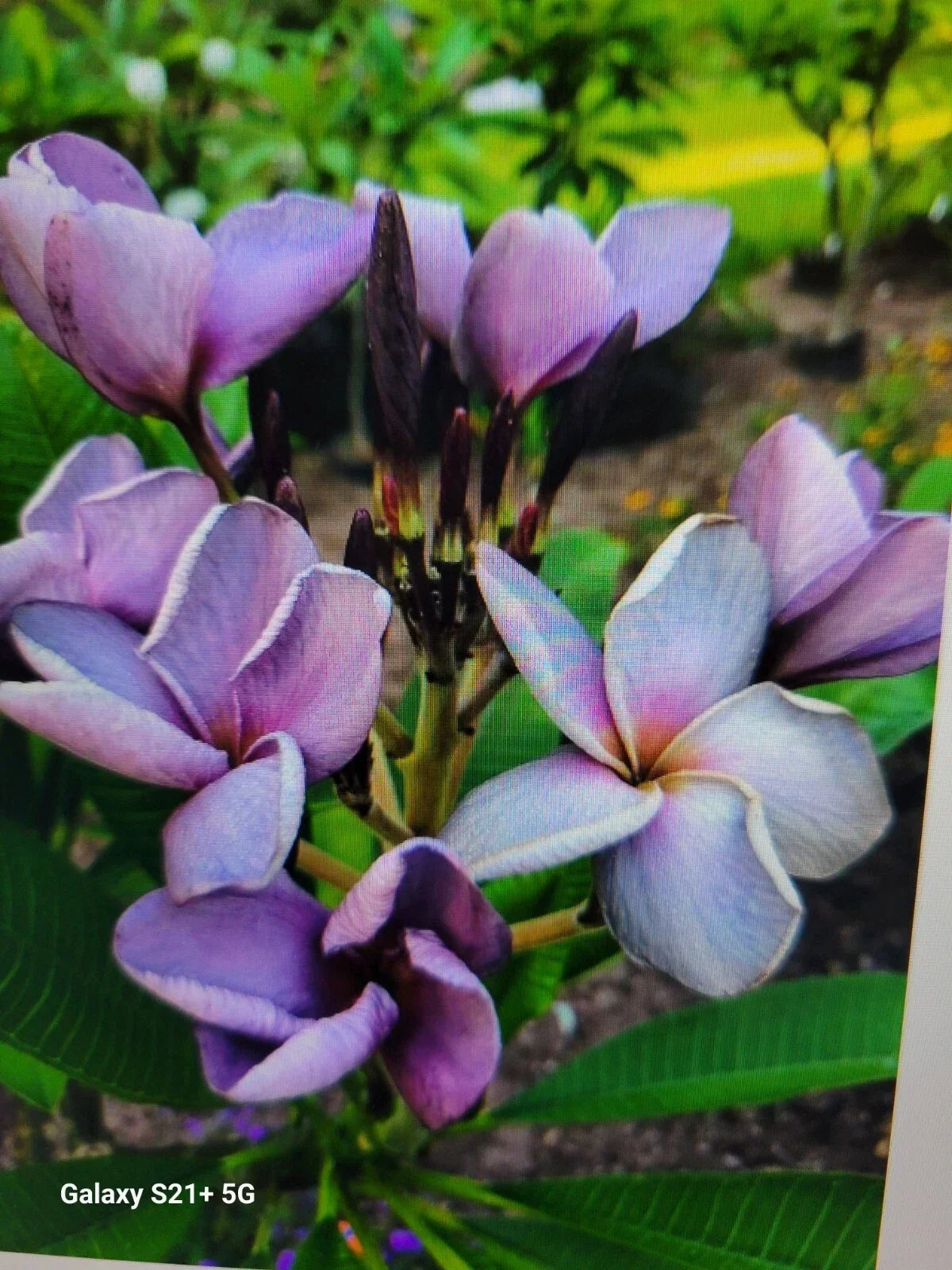Purple Plumeria Plant - Rooted in 3-Inch Pot - Frangipani with Purple Flowers - Tropical Shrub or Small Tree - Plumeria spp.
