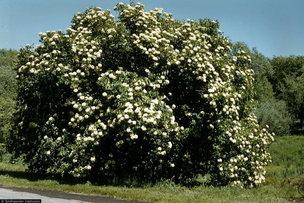 Nannyberry Starter Plant 8-12 Inches Viburnum lentago Hardy Shrub Small Tree Zones 5-9 Freshly Dug Live Plant