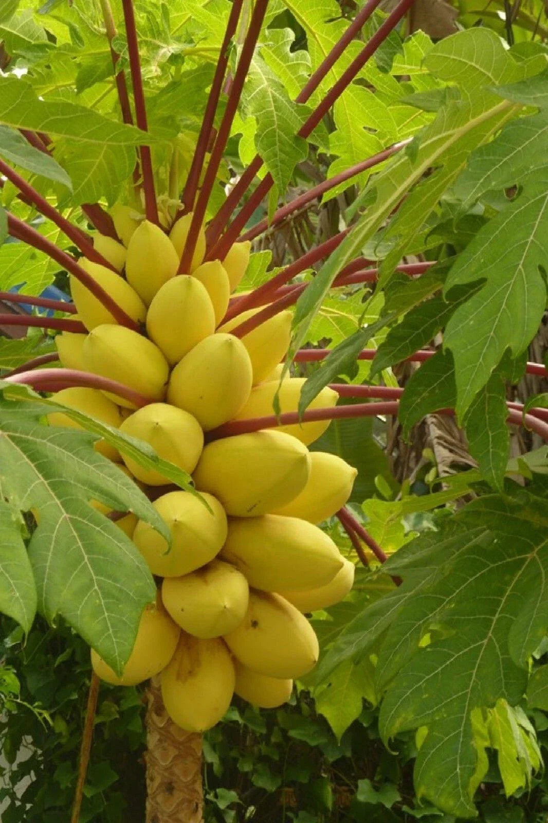 Hortus Gold Papaya Seeds - 25+ Count - Tropical Fruit Seeds for Garden Planting - Carica papaya