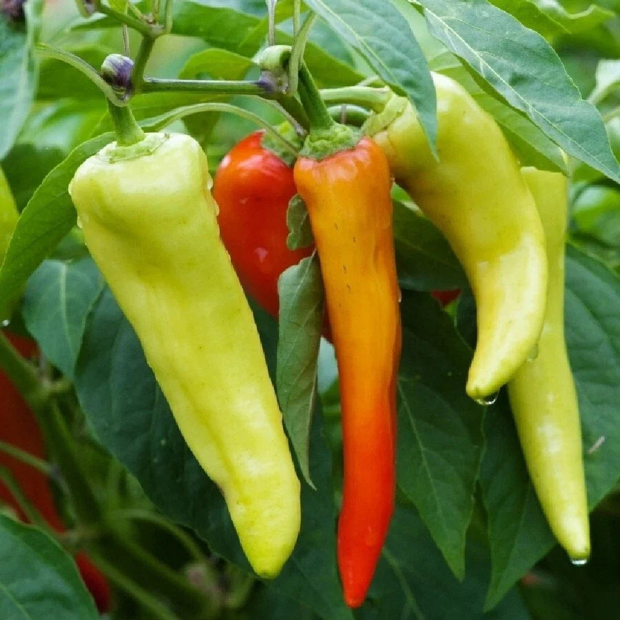 Sweet Banana Pepper Seeds - 20 to 400 Heirloom Seeds, Mild Flavor for Pickling & Salads, Capsicum annuum