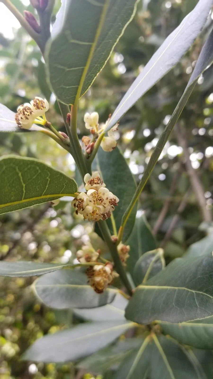 Bay Laurel Tree Cuttings - 5 Stem Propagation for Culinary Use - Laurus nobilis
