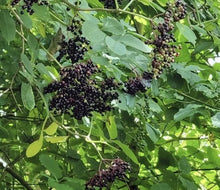 European Black Elderberry Seeds - 100 Pack - Sambucus nigra - Ideal for Planting and Home Gardens