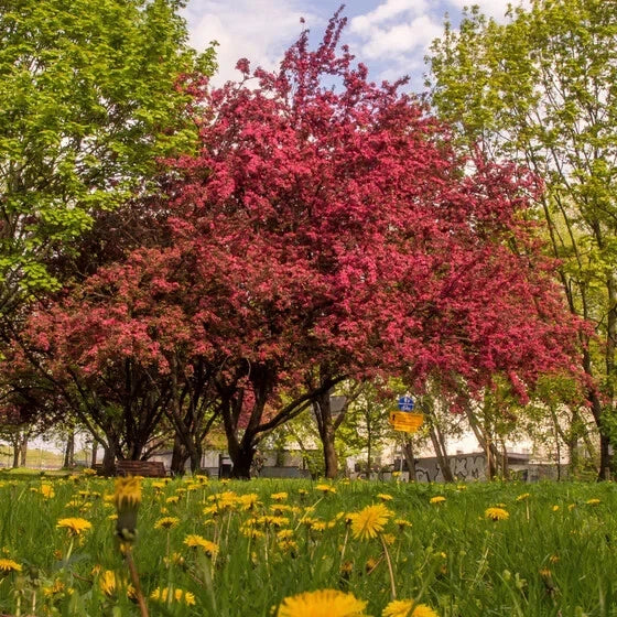 Crabapple Tree Seeds - Malus sylvestris, Ornamental Fruit-Bearing Garden Plant, 10 Seeds