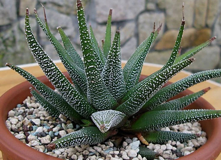 XL Mature Haworthia Attenuata var. Radula - 6" Diameter Potted Plant, Succulent, Indoor Houseplant, Drought-Tolerant
