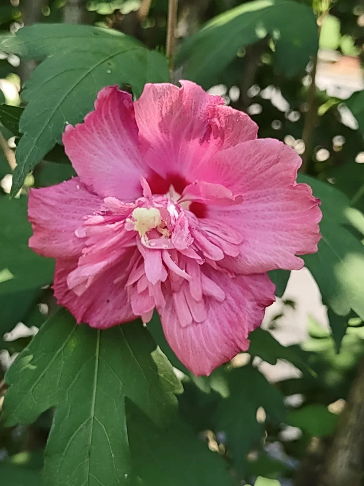 Rose of Sharon Cuttings - Unrooted Double Pink Flowers - Hibiscus syriacus - FREEDOM Variety