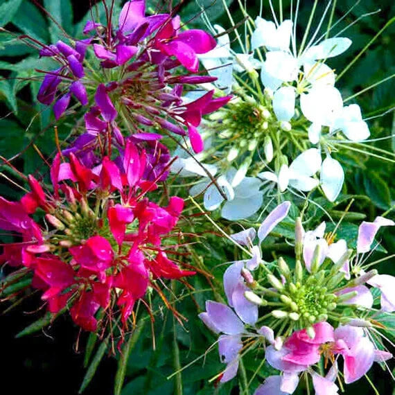 Mixed Colors Cleome Seeds - Non-GMO Flower Seeds for Garden - Cleome Hassleriana - Free Shipping