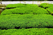 Dwarf Baby Tears Aquarium Plant Mats 1 Portion Micranthemum umbrosum Carpet-Forming Green Aquascape