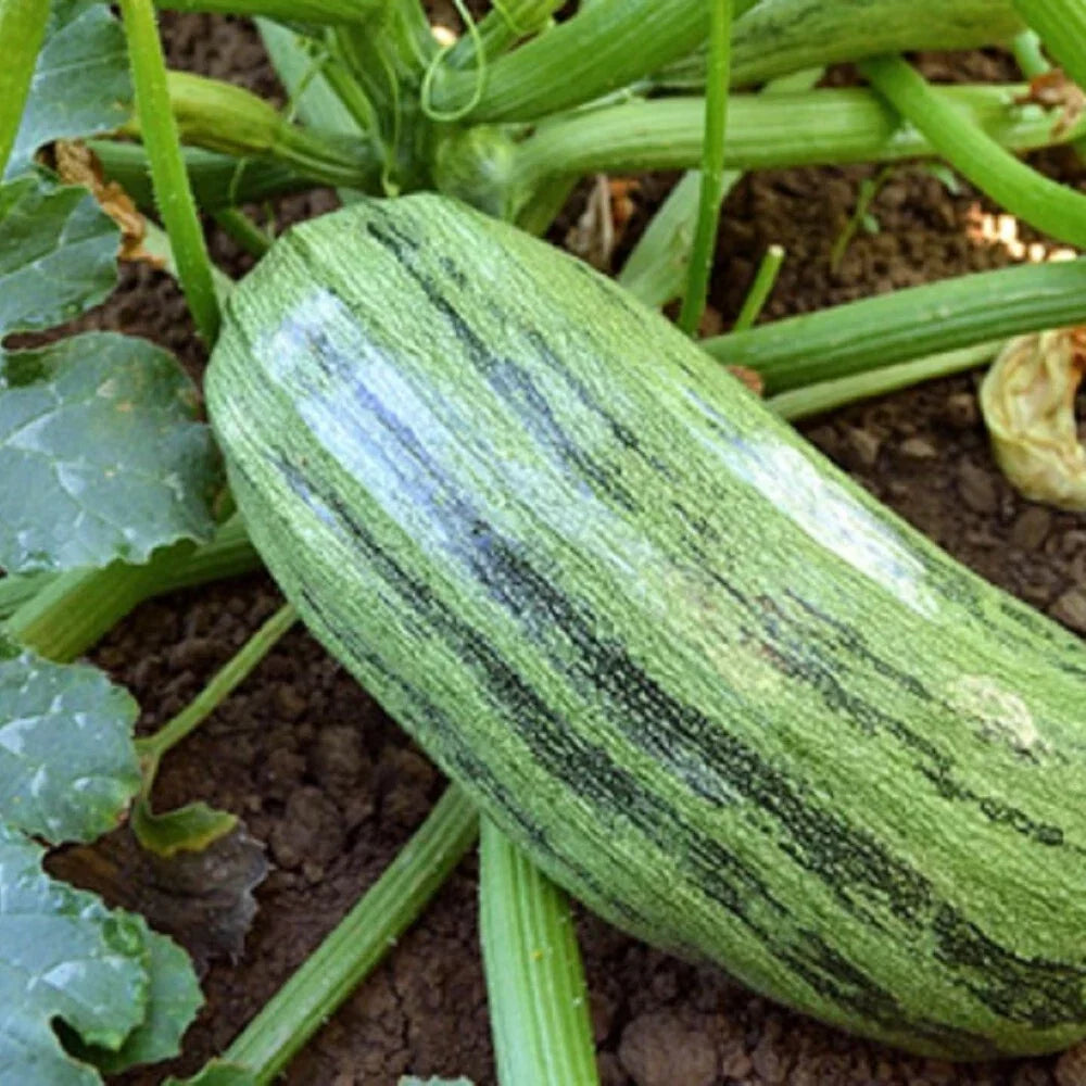 Italian Genovese Squash Seeds - Non-GMO Heirloom Vegetable Seeds for Gardening - Cucurbita pepo