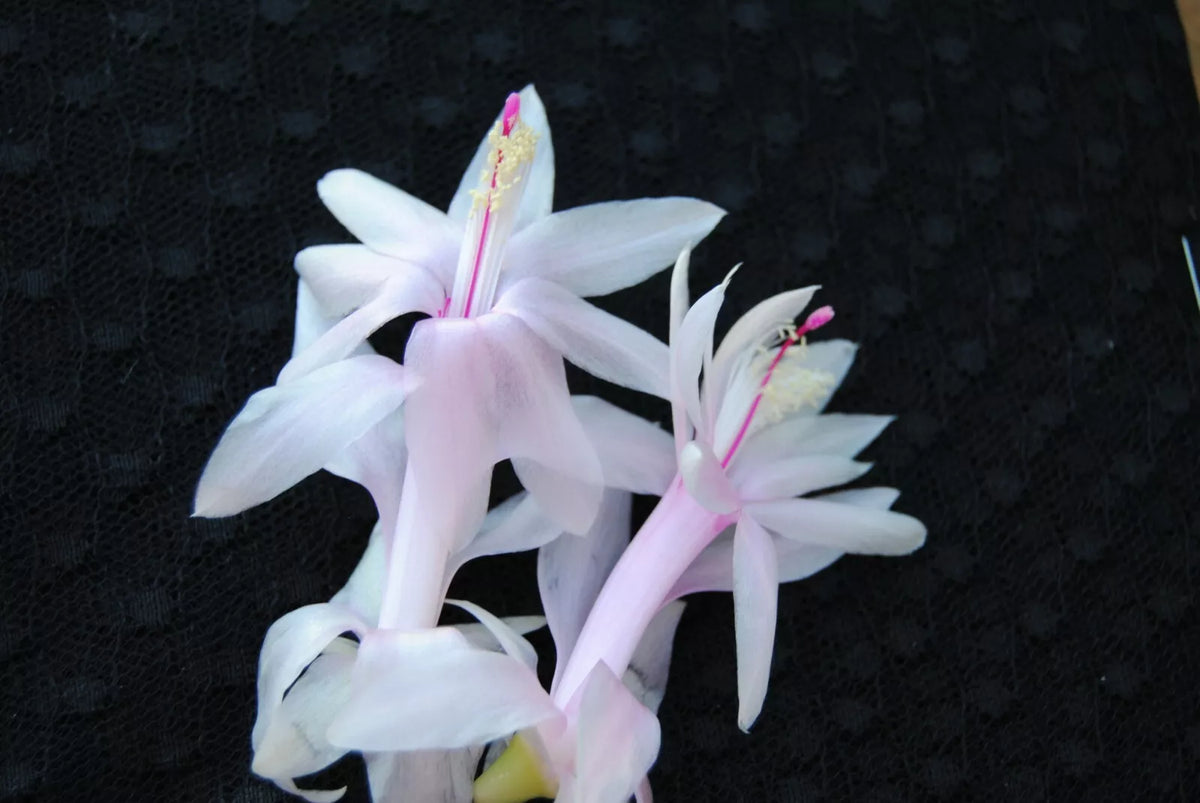 Christmas Cactus Starter Plant - Angel Kisses - Schlumbergera Truncata - Well Rooted Cactus for Home and Garden Decor