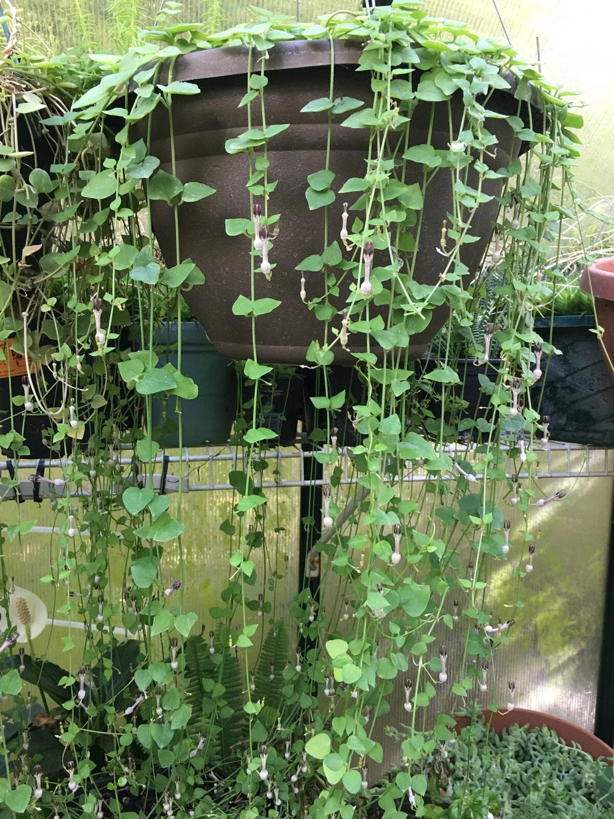 String of Hearts Cuttings 8" - Rosary Vine Ceropegia woodii - Fresh Cut to Order Plant Propagation
