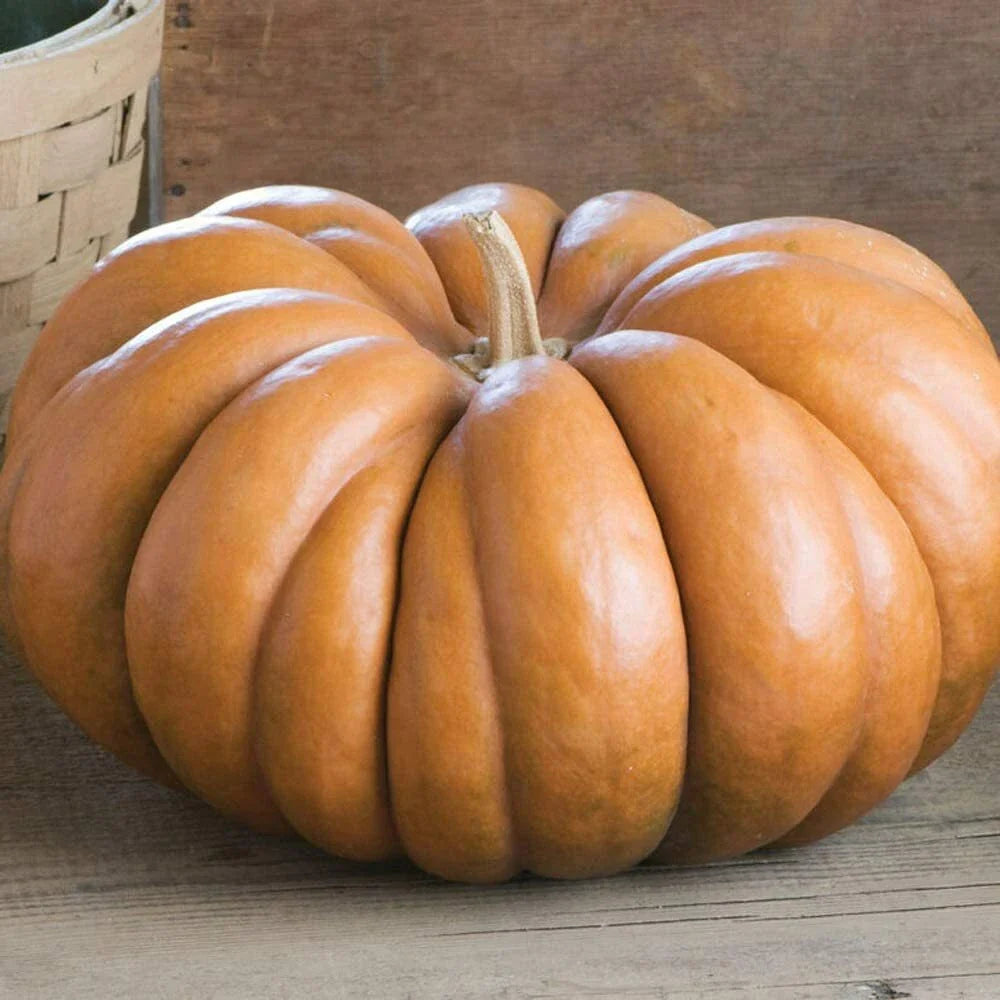 Fairytale Pumpkin Seeds | Heirloom Musquee de Provence | Organic Vegetable Seeds | Non-GMO Gardening Supplies