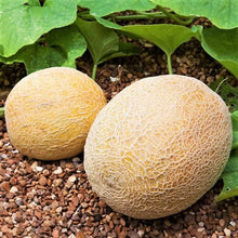 Honey Rock Cantaloupe Seeds - 50+ Count - Cucumis Melo - Orange Melon Variety for 2025 Planting