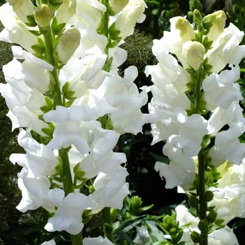 Snowflake Snapdragon Seeds | Heirloom Non-GMO | White Flowers | Antirrhinum majus Seed Packets