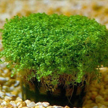 Dwarf Baby Tears Live Aquarium Plant, Hemianthus Callitrichoides, Carpet-Forming, Easy Care, 1 Portion