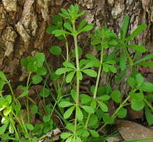 Cleavers Herb Seeds - 20 Heirloom Sticky Willie (Galium aparine) Medicinal Herb Seeds for Planting and Herbal Remedies