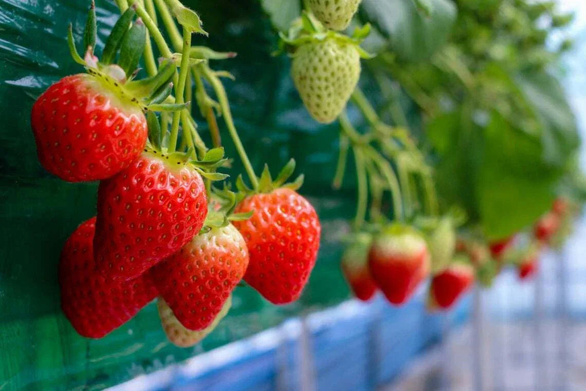Everbearing Strawberry Seeds - 100+ Seeds - Fragaria x ananassa