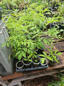 American Elderberry Tree Live Plant Fully Rooted Sambucus canadensis, Edible Berries, Hardy Perennial
