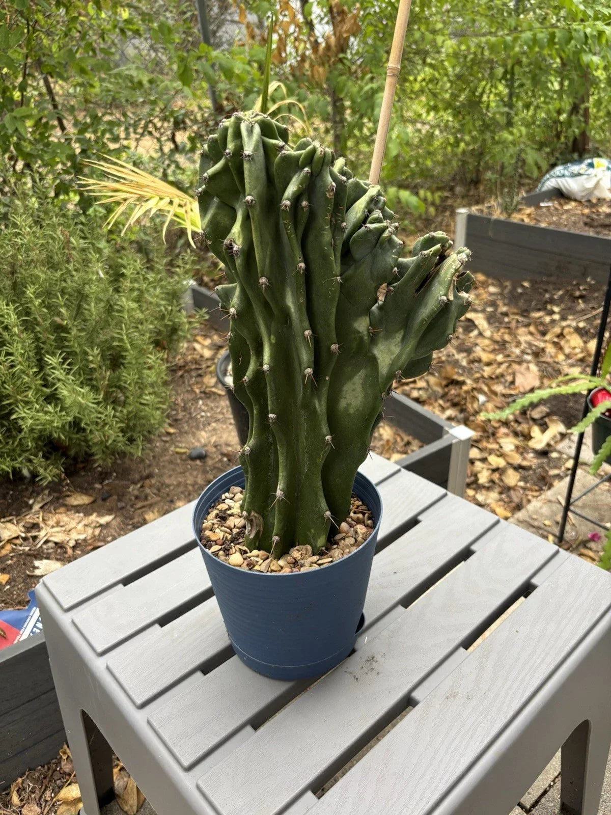 Large Monstrose Peruvian Apple Cactus Live Plant | Cereus peruvianus | Unique Contorted Growth