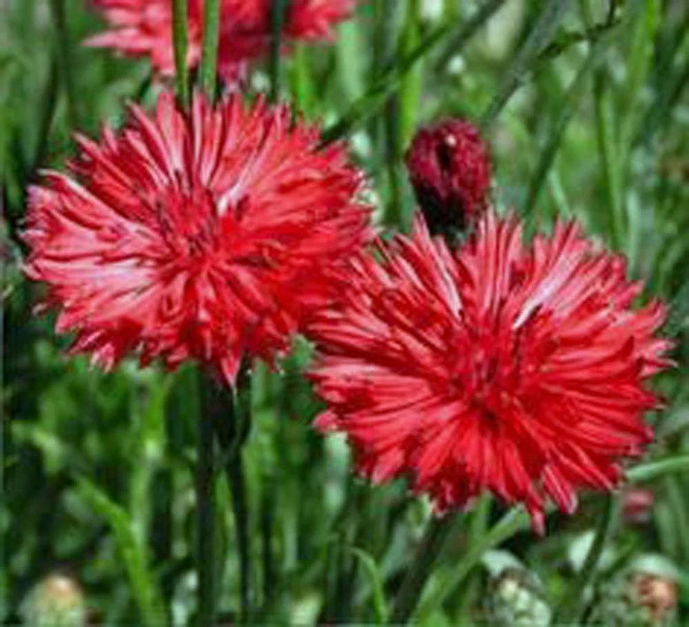 Bachelor Button Seeds, Tall Red, 1000 Seeds, Beautiful Bright Blooms, Centaurea cyanus