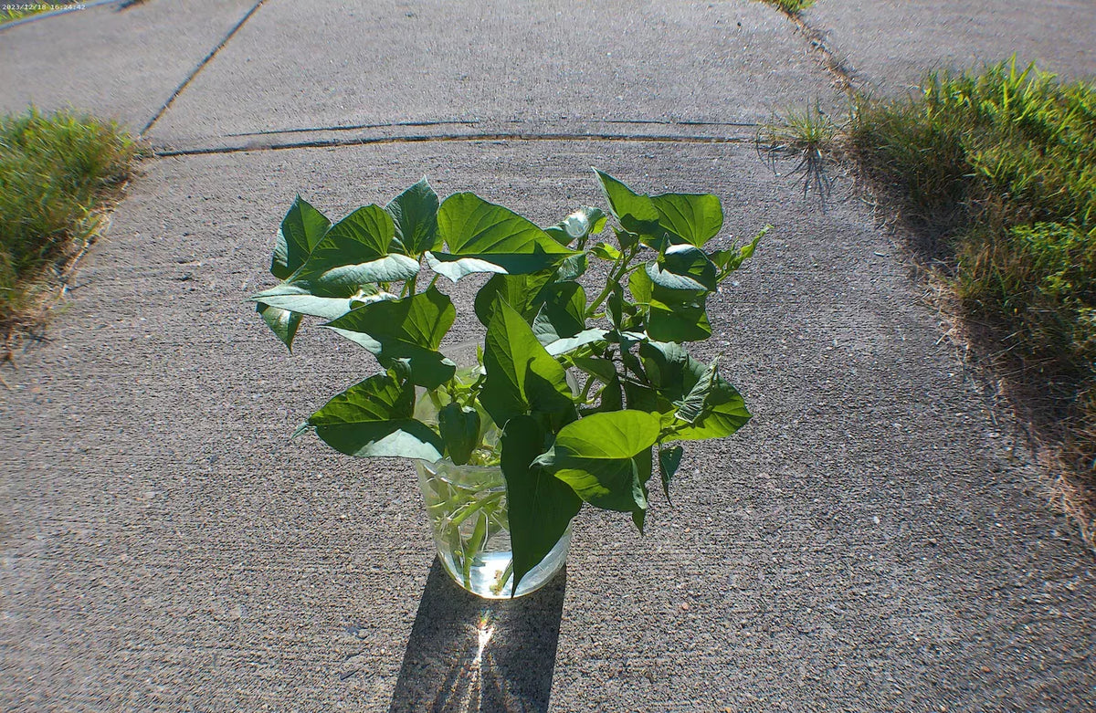Okinawan Sweet Potato Cuttings - 6" Slips for Summer Garden - Ipomoea batatas