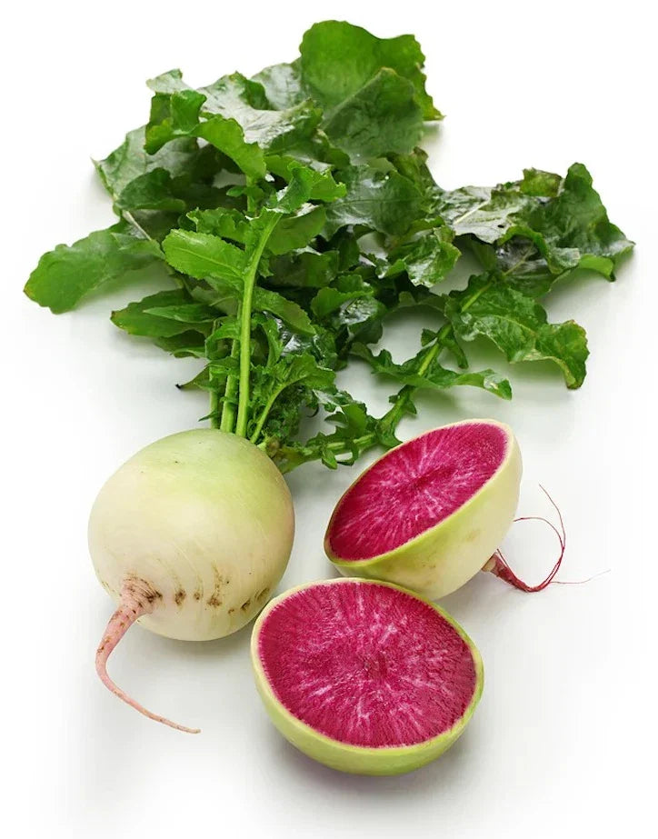 Watermelon Radish Seeds - 200+ Pack - NON-GMO Heirloom Organic - Raphanus sativus